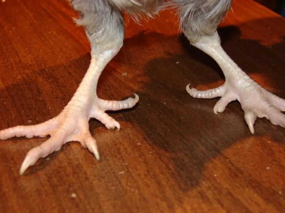 Do All Chicken Breeds Have Four Toes, Or Are There Some With Five Or Six?