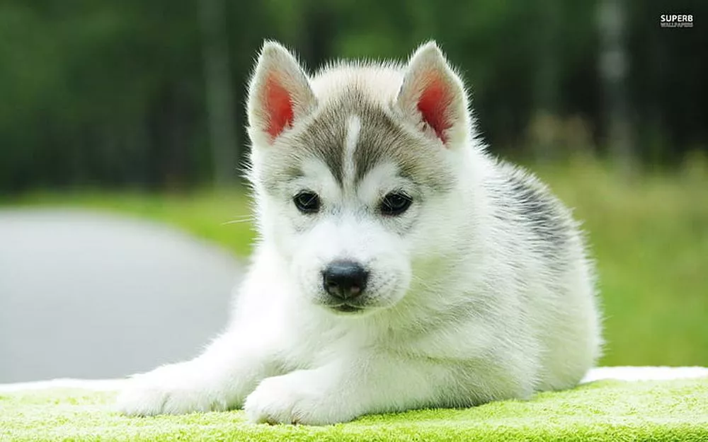 How To Care For Your New Husky Puppy