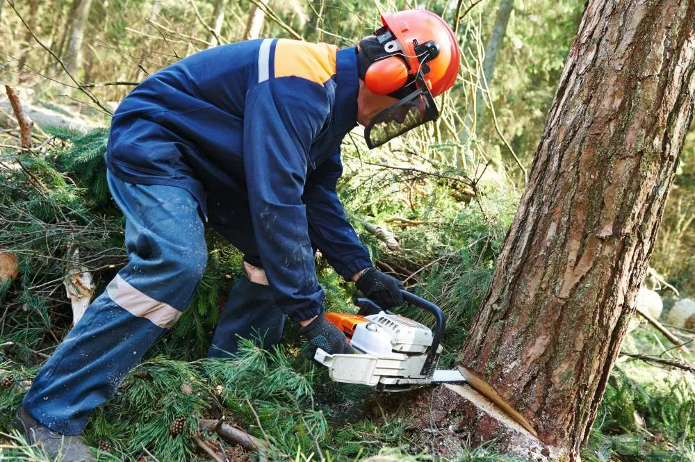 How To Safely Cut Down A Tall Tree By Yourself