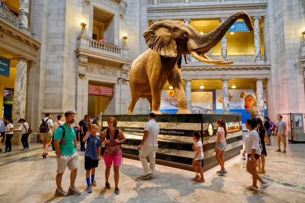 The Museum Of Natural History: A History