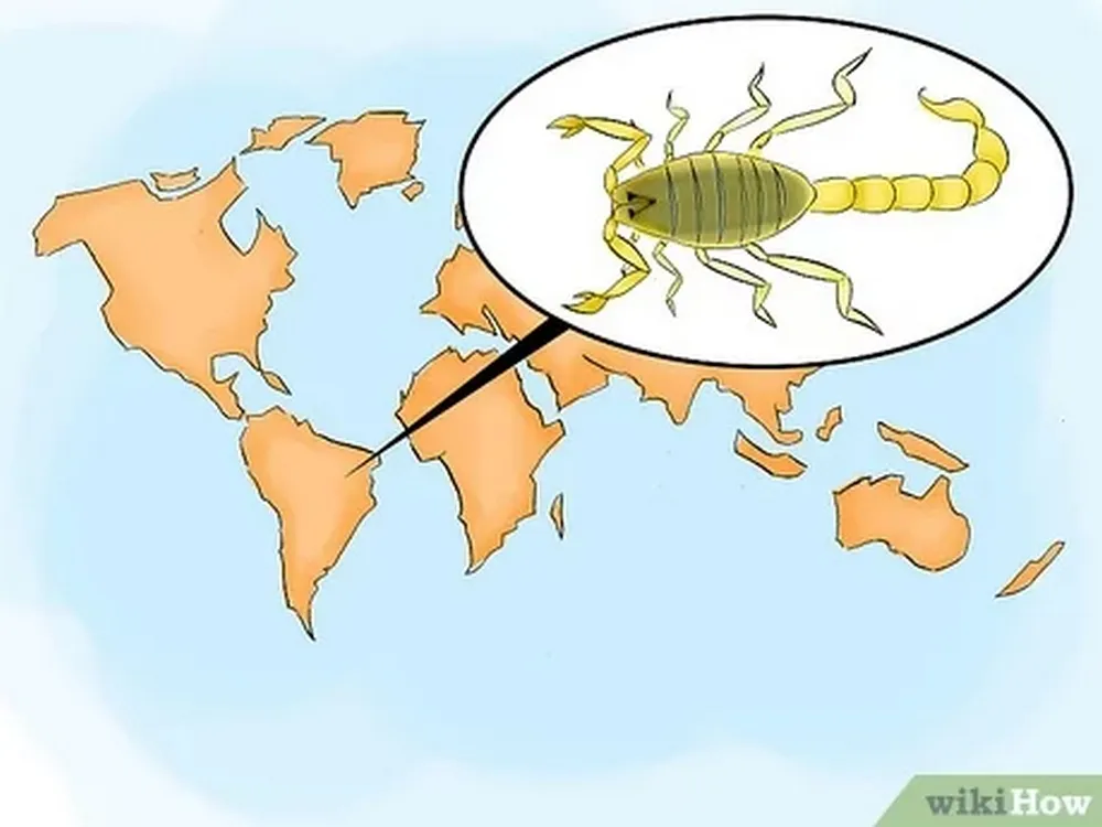 What To Do If Scorpion Bites