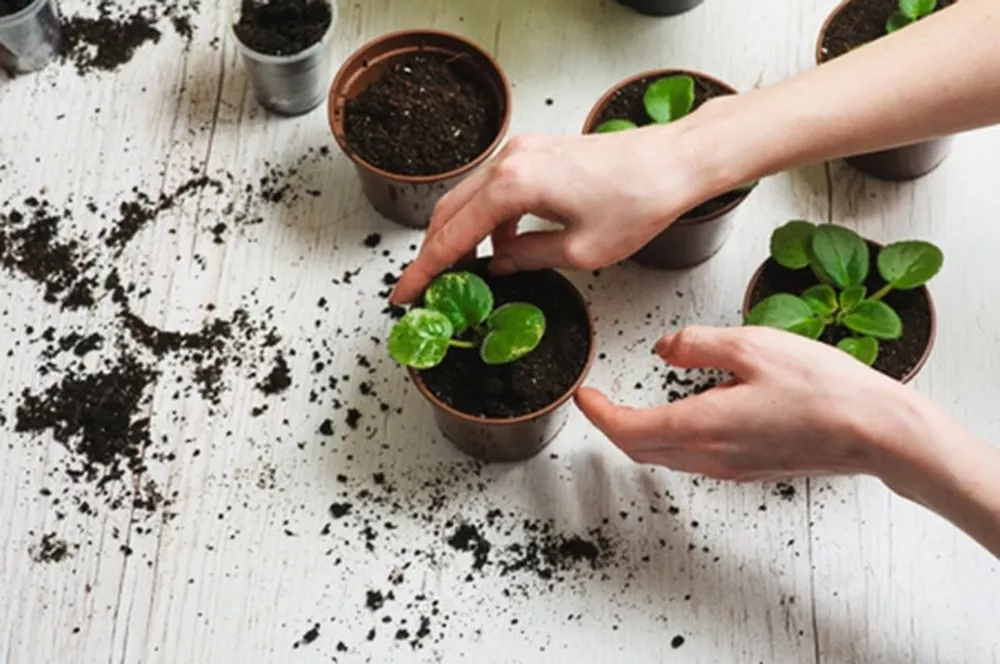 The Best Soil For Potted Plants